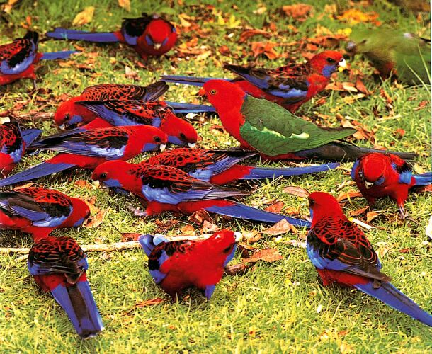 Crimson Rosellas and King Parrots.