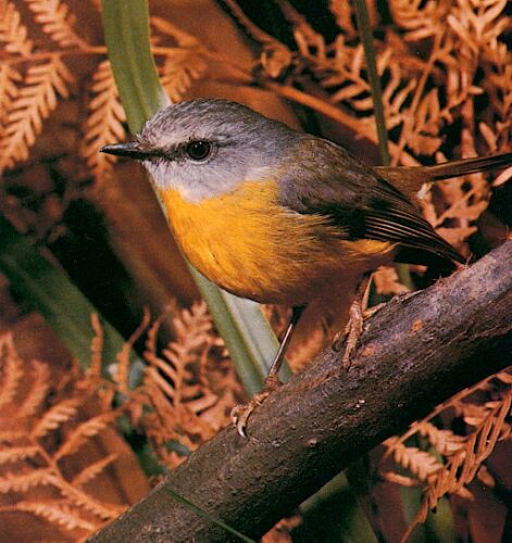 Eastern Yellow Robin.