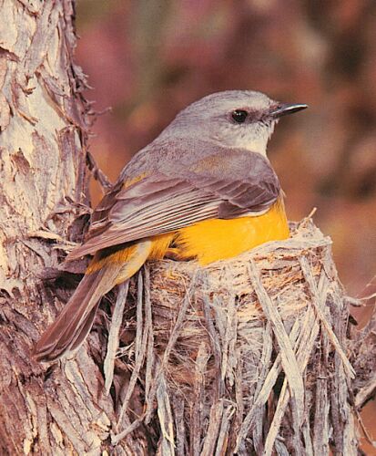 Eastern Yellow Robin.