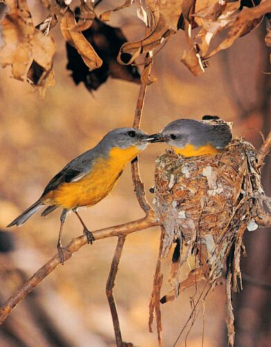 Pair of Eastern Yellow Robins.