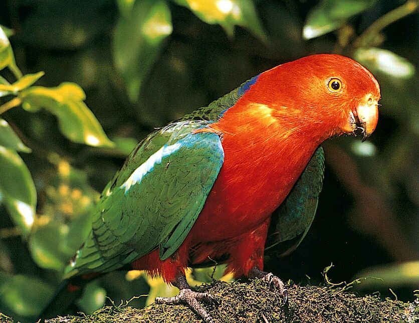 King Parrot (Male)