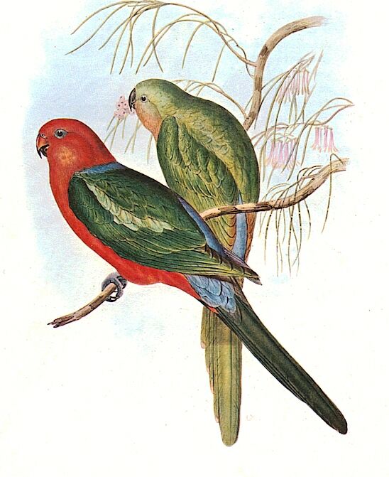 Pair of King Parrots by John Gould.