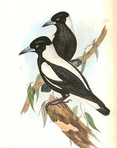 Pair of Magpies by John Gould.