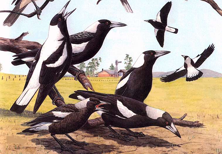Australian Magpies.