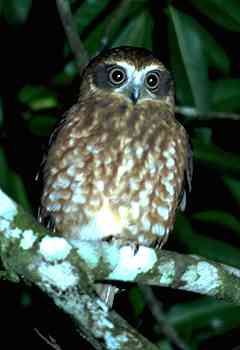 Southern Boobook Owl.