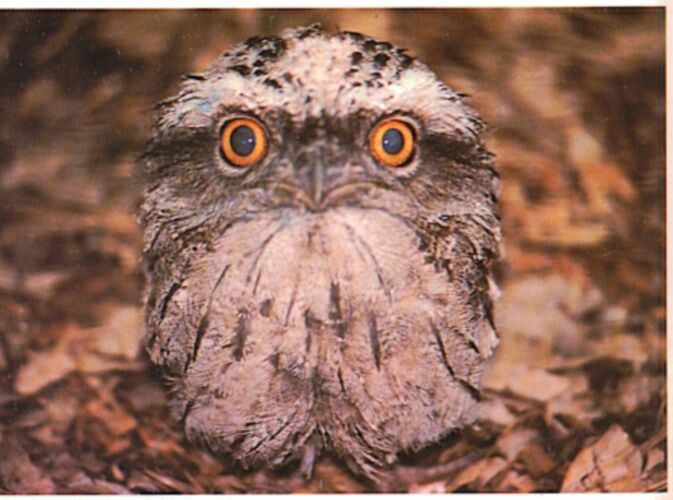 Tawny Frogmouth Owl.