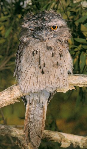 Tawny Frogmouth Owl.