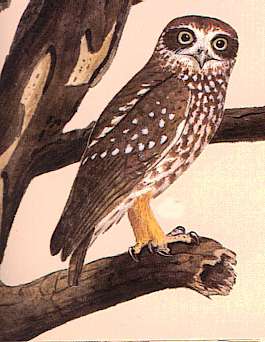Southern Boobook Owl.
