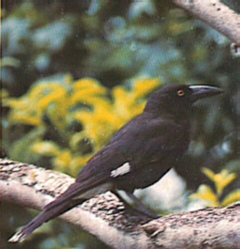 Pied Currawong.